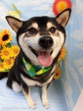 Dogsalon Ease(ɥå󥤡)