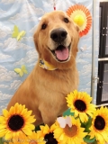 Dogsalon Ease(ɥå󥤡)