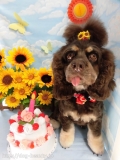 Dogsalon Ease(ɥå󥤡)