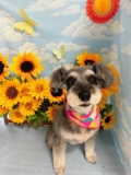 Dogsalon Ease(ɥå󥤡)