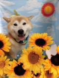 Dogsalon Ease(ɥå󥤡)
