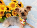 Dogsalon Ease(ɥå󥤡)