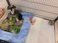 Dogsalon Ease(ɥå󥤡)