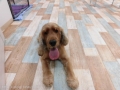 Dogsalon Ease(ɥå󥤡)