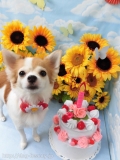 Dogsalon Ease(ɥå󥤡)