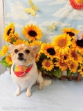 Dogsalon Ease(ɥå󥤡)
