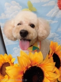 Dogsalon Ease(ɥå󥤡)