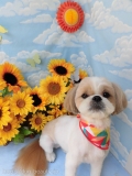 Dogsalon Ease(ɥå󥤡)