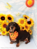Dogsalon Ease(ɥå󥤡)
