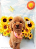 Dogsalon Ease(ɥå󥤡)