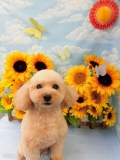 Dogsalon Ease(ɥå󥤡)