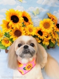 Dogsalon Ease(ɥå󥤡)