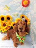 Dogsalon Ease(ɥå󥤡)
