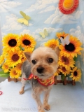 Dogsalon Ease(ɥå󥤡)