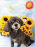 Dogsalon Ease(ɥå󥤡)