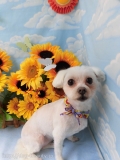 Dogsalon Ease(ɥå󥤡)