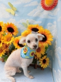Dogsalon Ease(ɥå󥤡)