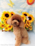 Dogsalon Ease(ɥå󥤡)