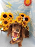 Dogsalon Ease(ɥå󥤡)