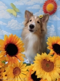 Dogsalon Ease(ɥå󥤡)
