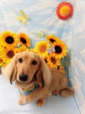 Dogsalon Ease(ɥå󥤡)