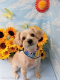 Dogsalon Ease(ɥå󥤡)