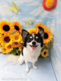 Dogsalon Ease(ɥå󥤡)