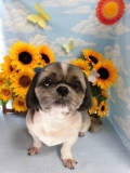 Dogsalon Ease(ɥå󥤡)