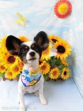 Dogsalon Ease(ɥå󥤡)