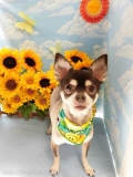 Dogsalon Ease(ɥå󥤡)
