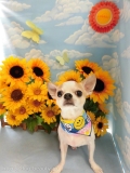 Dogsalon Ease(ɥå󥤡)
