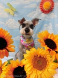Dogsalon Ease(ɥå󥤡)