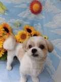 Dogsalon Ease(ɥå󥤡)