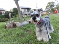 Dogsalon Ease(ɥå󥤡)