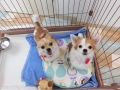 Dogsalon Ease(ɥå󥤡)