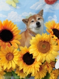 Dogsalon Ease(ɥå󥤡)