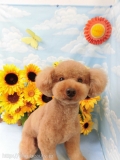 Dogsalon Ease(ɥå󥤡)