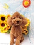 Dogsalon Ease(ɥå󥤡)