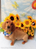 Dogsalon Ease(ɥå󥤡)