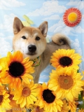 Dogsalon Ease(ɥå󥤡)