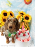 Dogsalon Ease(ɥå󥤡)