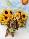 Dogsalon Ease(ɥå󥤡)