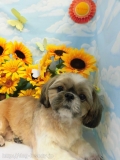 Dogsalon Ease(ɥå󥤡)