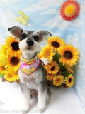 Dogsalon Ease(ɥå󥤡)