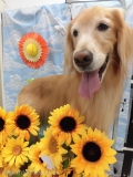 Dogsalon Ease(ɥå󥤡)