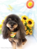 Dogsalon Ease(ɥå󥤡)