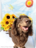 Dogsalon Ease(ɥå󥤡)