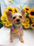 Dogsalon Ease(ɥå󥤡)