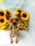 Dogsalon Ease(ɥå󥤡)