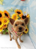 Dogsalon Ease(ɥå󥤡)